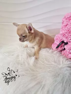 Cudna sunia chihuahua 4