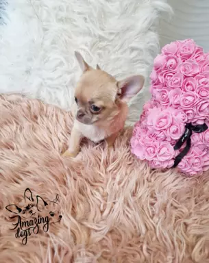 Cudna sunia chihuahua 5