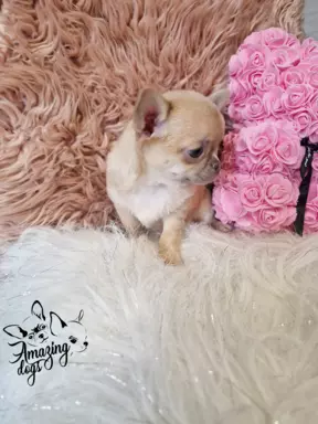 Cudna sunia chihuahua 2