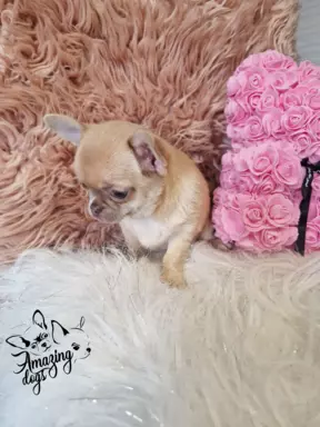 Cudna sunia chihuahua 6