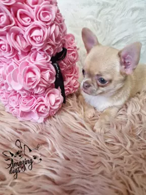 Cudna sunia chihuahua 3