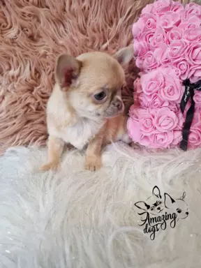 Cudna sunia chihuahua 7