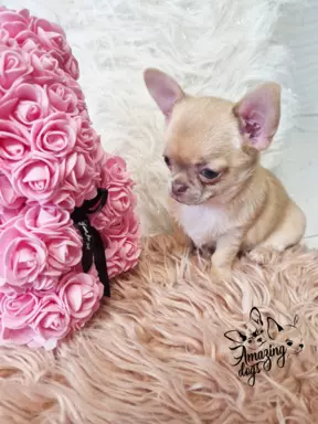 Cudna sunia chihuahua 1