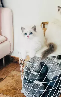 NICO Cudny RAGDOLL rodowod , hodowla WCF, po Interchampionie 2