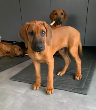Rhodesian Ridgeback 1