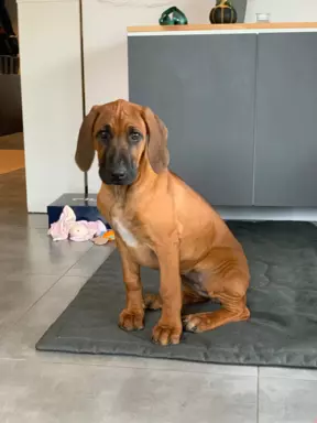 Rhodesian Ridgeback 2