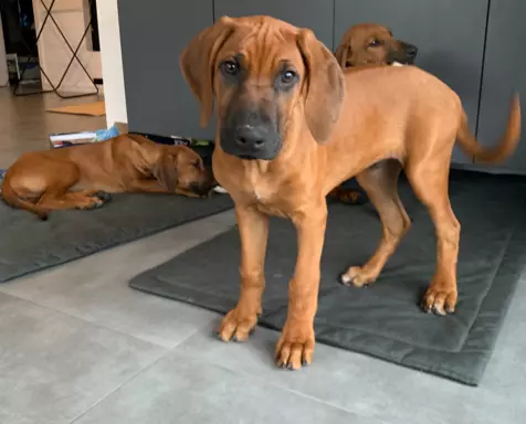 Rhodesian Ridgeback 3