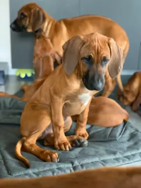 Rhodesian Ridgeback 4