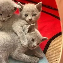 Ostatnia kotka Rosyjska niebieska 2