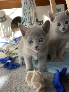 Ostatnia kotka Rosyjska niebieska 3