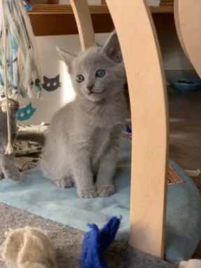 Ostatnia kotka Rosyjska niebieska 4