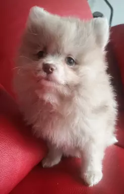 Szpic miniaturowy Pomeranian choco merle suczka 2
