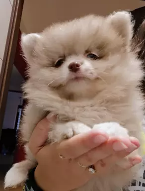 Szpic miniaturowy Pomeranian choco merle suczka 3