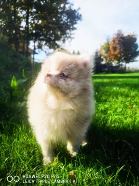 Szpic miniaturowy Pomeranian choco merle suczka 4