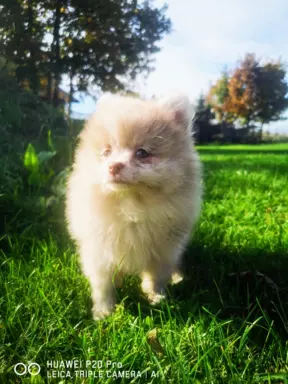 Szpic miniaturowy Pomeranian choco merle suczka 5