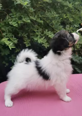 Papillon 2