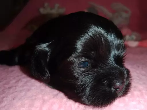 Shih Tzu szczenięta 1