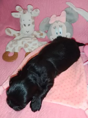 Shih Tzu szczenięta 4