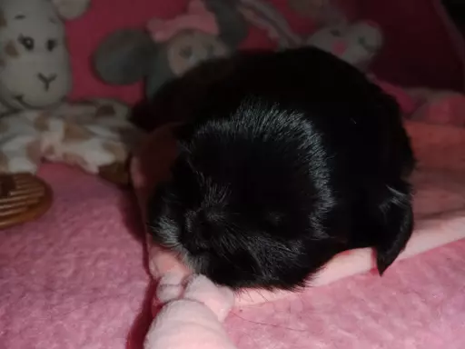 Shih Tzu szczenięta 5