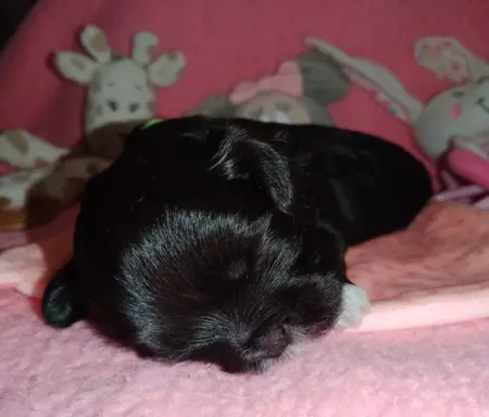 Shih Tzu szczenięta 6