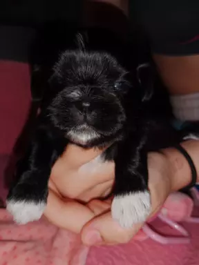 Shih Tzu szczenięta 2