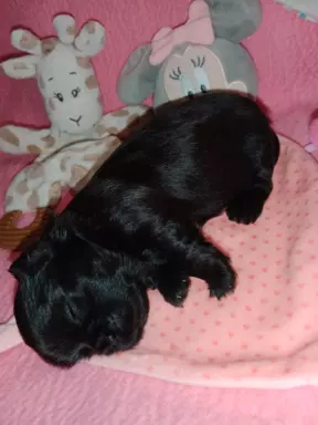 Shih Tzu szczenięta 3
