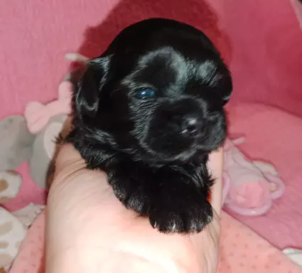 Shih Tzu szczenięta 7
