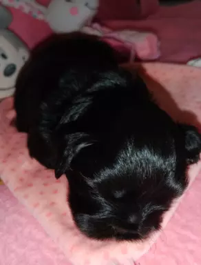 Shih Tzu szczenięta 8