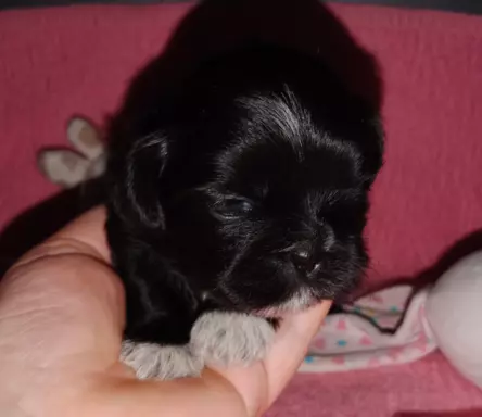 Shih Tzu szczenięta 9