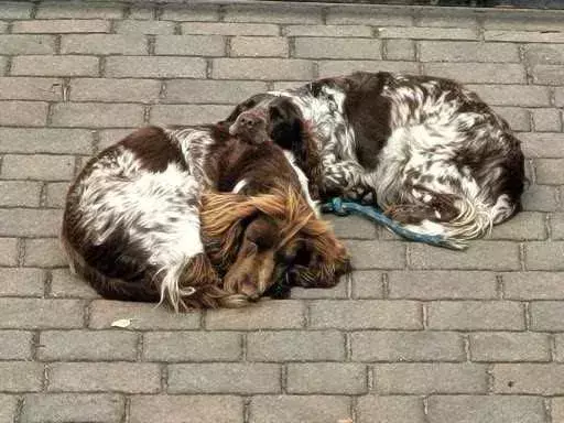 Polski Spaniel Myśliwski Szczenięta 1