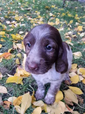 Polski Spaniel Myśliwski Szczenięta 2
