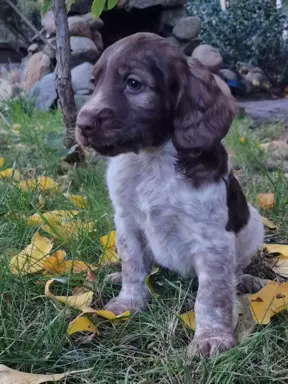 Polski Spaniel Myśliwski Szczenięta 3