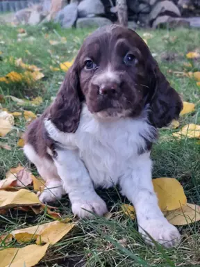 Polski Spaniel Myśliwski Szczenięta 4