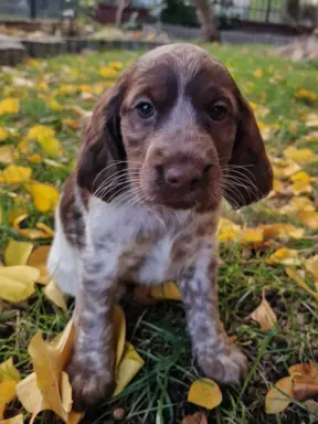 Polski Spaniel Myśliwski Szczenięta 5