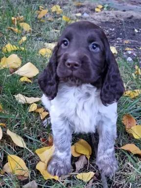 Polski Spaniel Myśliwski Szczenięta 6