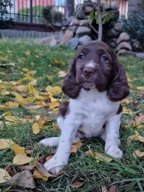 Polski Spaniel Myśliwski Szczenięta 7