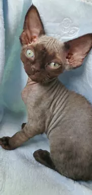 Jacky Love Extreme Devon Rex 3