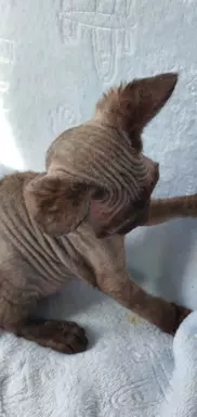 Jacky Love Extreme Devon Rex 5