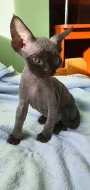 Jacky Love Extreme Devon Rex 6