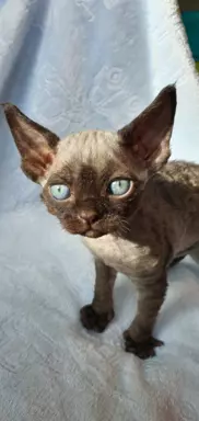 Jacky Love Extreme Devon Rex 4