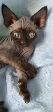 Jacky Love Extreme Devon Rex 7