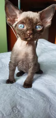 Jacky Love Extreme Devon Rex 8
