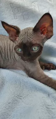 Jacky Love Extreme Devon Rex 1