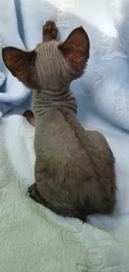Jacky Love Extreme Devon Rex 9