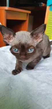 Jacky Love Extreme Devon Rex 2