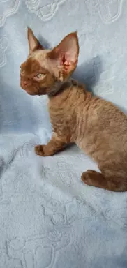 Ken Love Extreme Devon Rex 4
