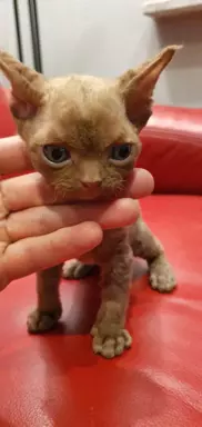 Ken Love Extreme Devon Rex 6