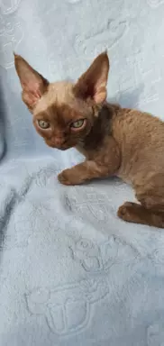 Ken Love Extreme Devon Rex 3