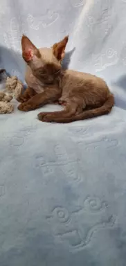 Ken Love Extreme Devon Rex 5