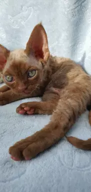 Ken Love Extreme Devon Rex 1